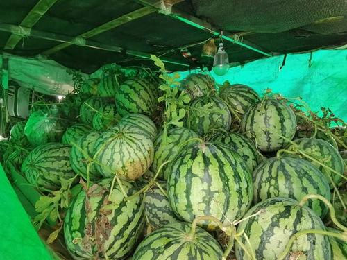 云南哪里可以免费吃瓜,这些地方让你免费畅享夏日清凉  第2张