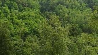 浴血大青山在线观看,烽火岁月里的英雄赞歌  第3张